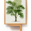 Flora Palm I